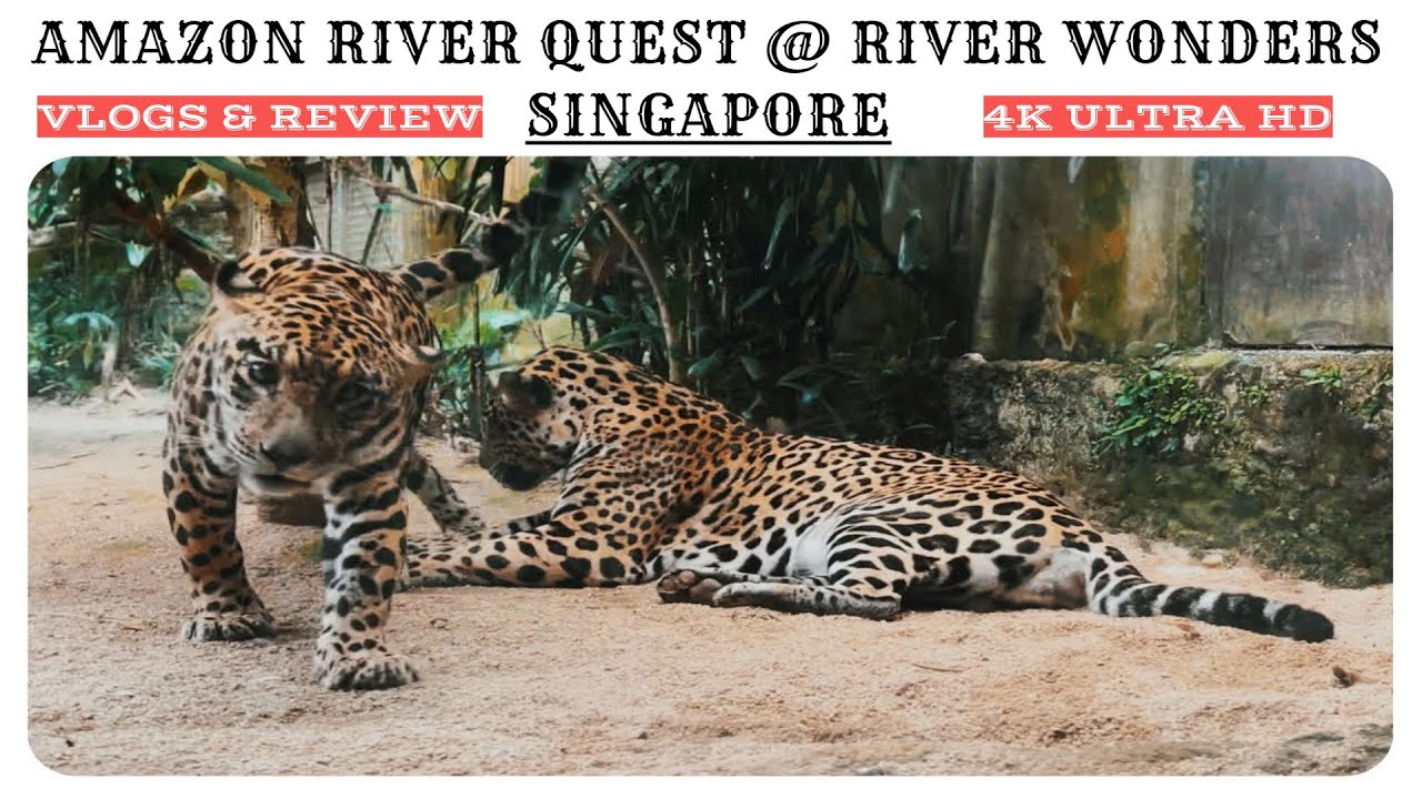 Amazon River Quest | Singapore River Wonders | 4KUHD