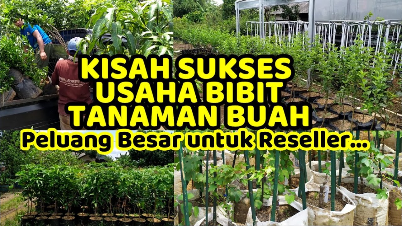 KISAH SUKSES USAHA PEMBIBITAN TANAMAN BUAH
