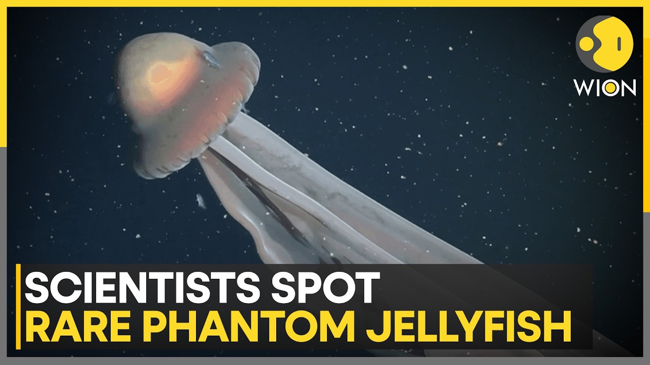 Antarctic Deep Sea Yields Rare Phantom Jellyfish Sighting | WION