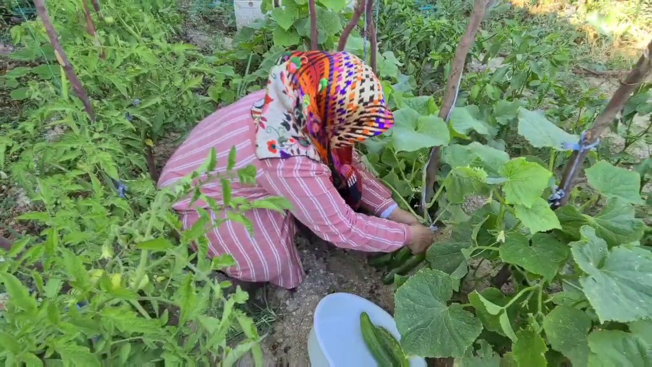 KÖYDEN İZMİR'E GELDİK | ŞAŞIRDIM, NEDEN ÇÜRÜMÜŞLER? | İZMİR'DEKİ BAHÇEMDE NELER OLMUŞ NELER!