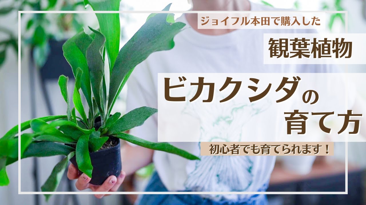【難しくない！コウモリランの育て方】一緒に&ldquo;ビカク&rdquo;育てましょう♪