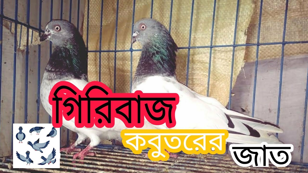 গিরিবাজ কবুতর জাত , পরিচিতি । all kinds of giribaj kobutor , giribaj kobutor