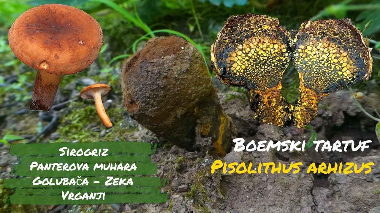 Boemski tartuf, presnac, golubača-zeka, vrganji i druge gljive