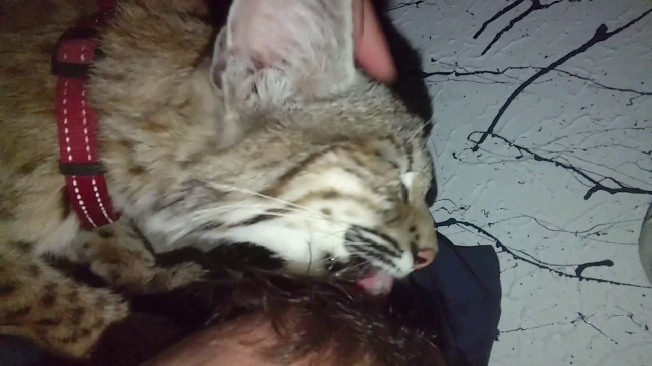Bobcat nursing on a pillow and grooming her human!