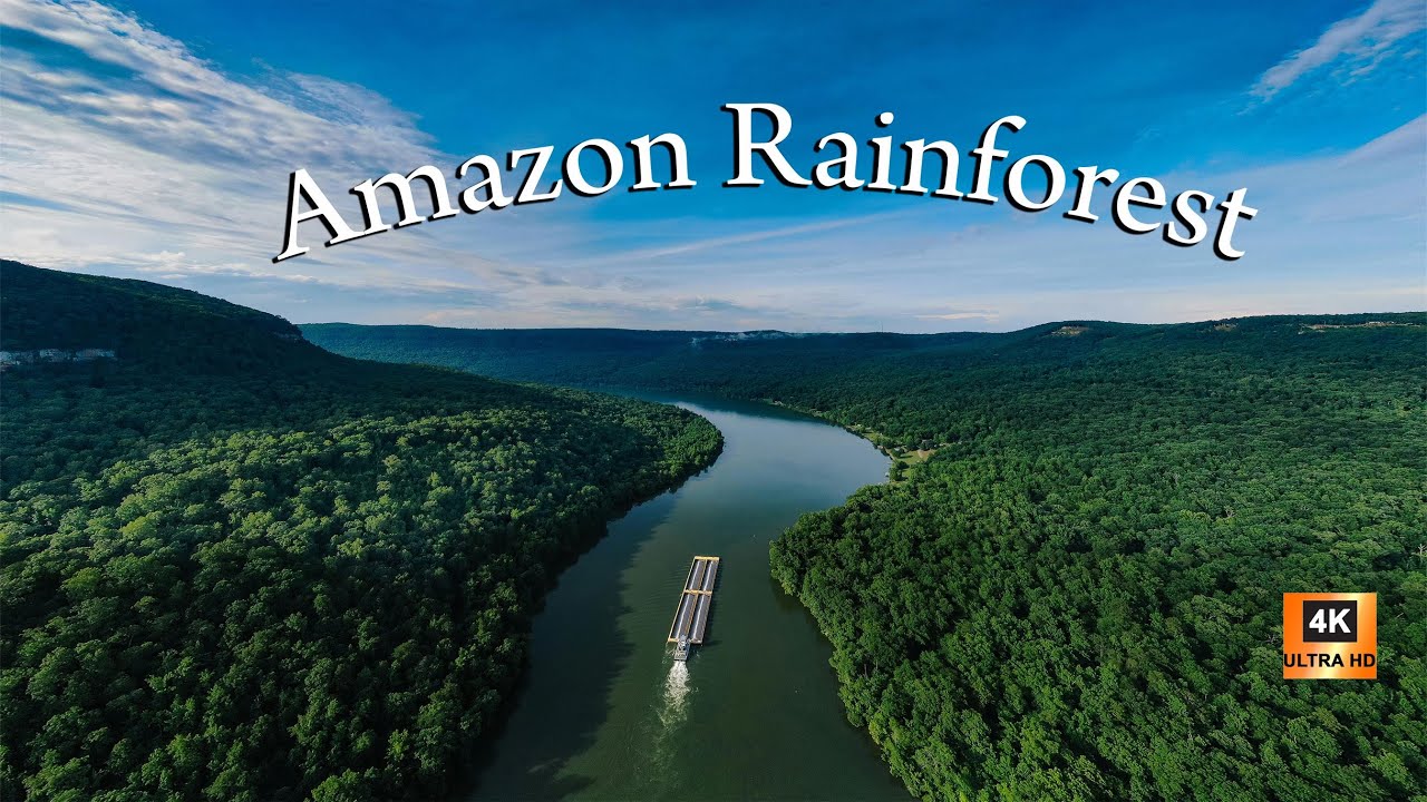 Amazonska pra&scaron;uma #4kvideo