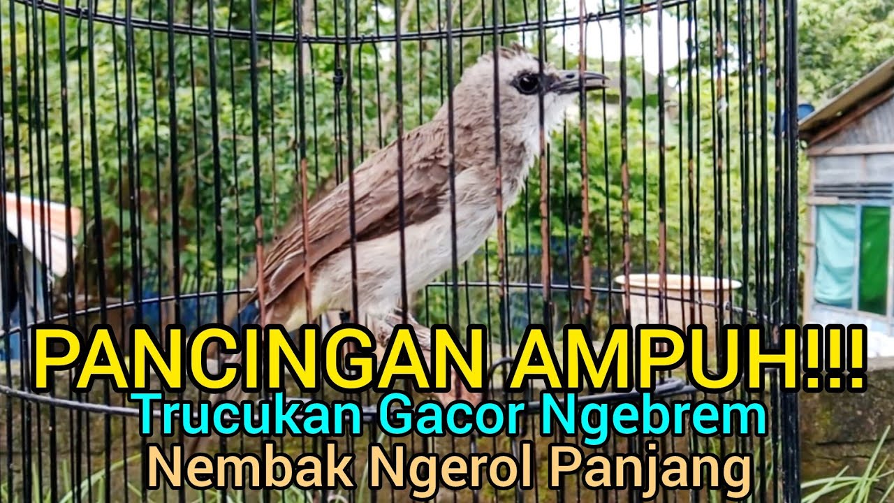 Suara Pancingan Trucukan Gacor Ngebrem Panjang! Trucukanmu Pasti Langsung Nyaut