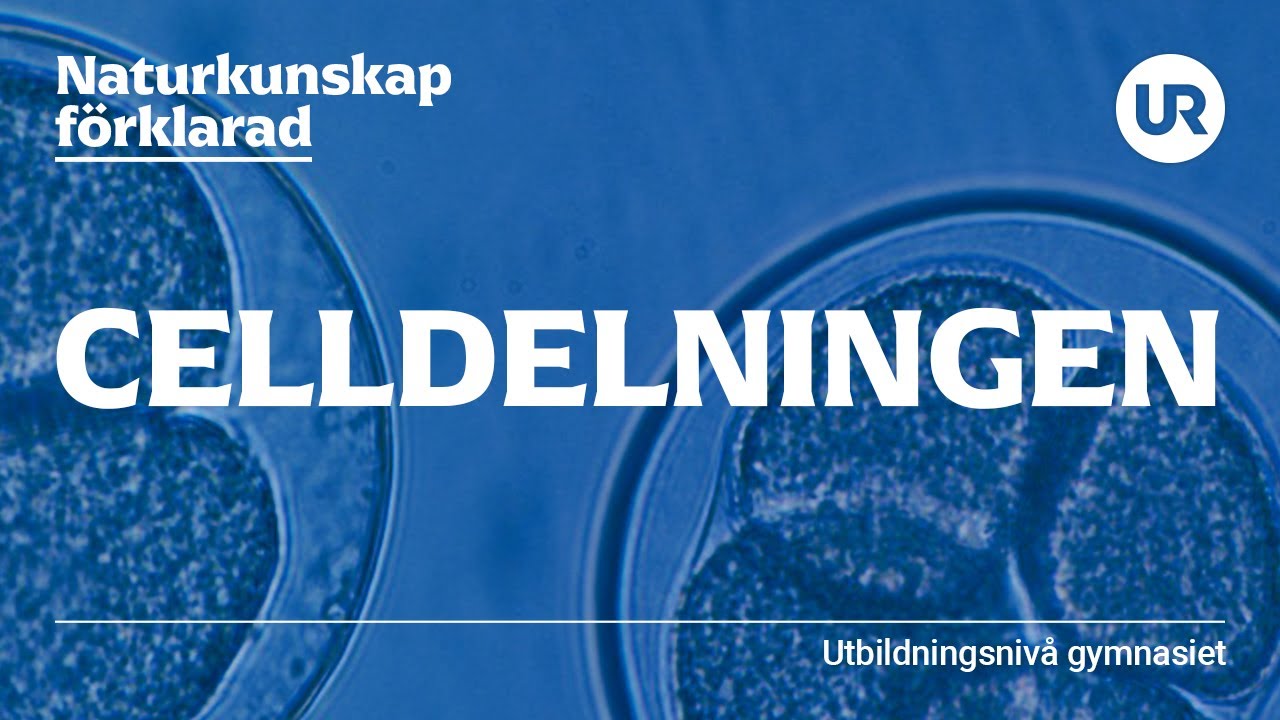 Celldelningen förklarad | BIOLOGI | Gymnasienivå