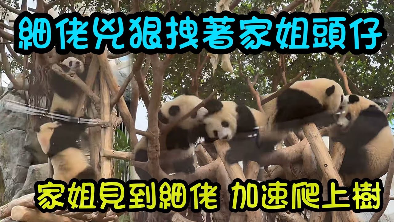 1月28 日 家姐見到細佬追上來，加快速度爬上樹，細佬一路追著家姐上樹，咬家姐頭仔，咬家姐腳仔#panda #大熊貓家姐細佬 #大熊貓加加得得