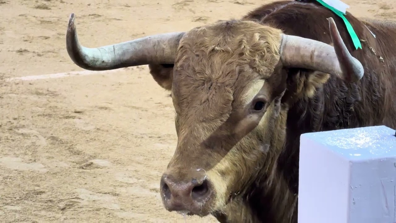 Salida 6º toro de PEDRAZA DE YELTES: 