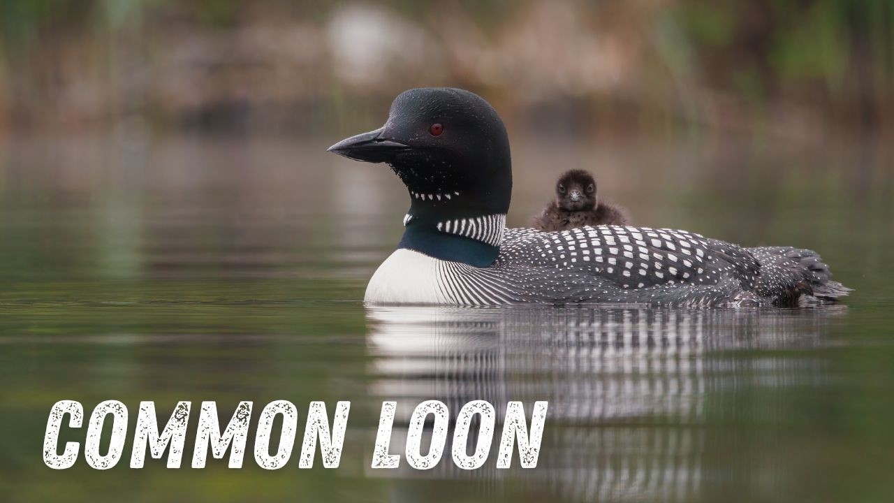 Loon sounds: Wail, Tremolo, Yodel, Hoot | The Voice of the Northern Wilderness