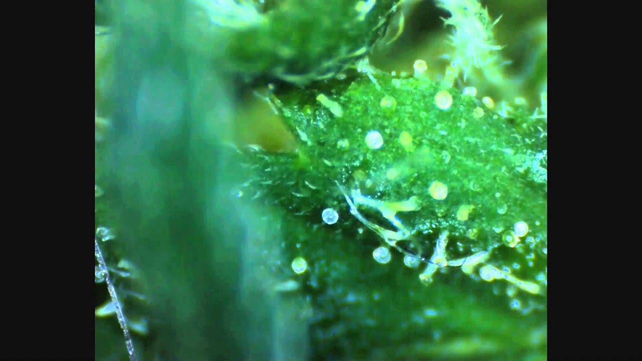 Time-Lapse Microscope Cannabis HD HDR - Microscope - Trichomes - Skunk