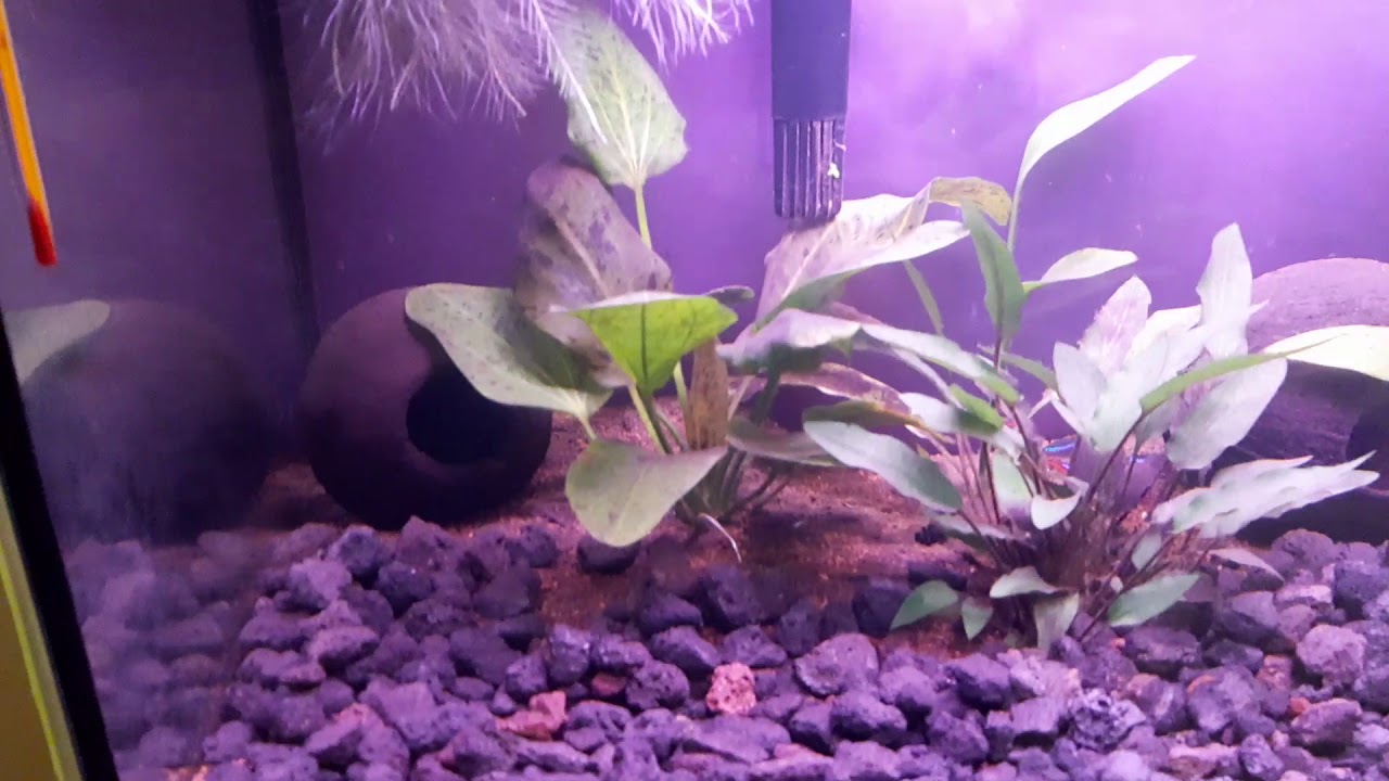 Lawa wulkaniczna jako podłoże i karmnik automatyczny Juwel