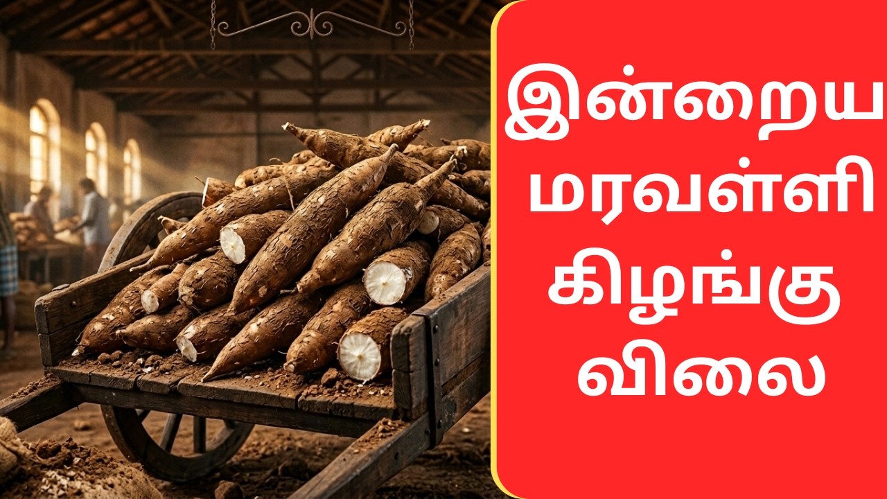 27.02.2026 - AGRI WITH RSG, இன்றைய ஸ்டார்ச் , சேகோ (TENDER) & மரவள்ளி கிழங்கு விலை நிலவரம்