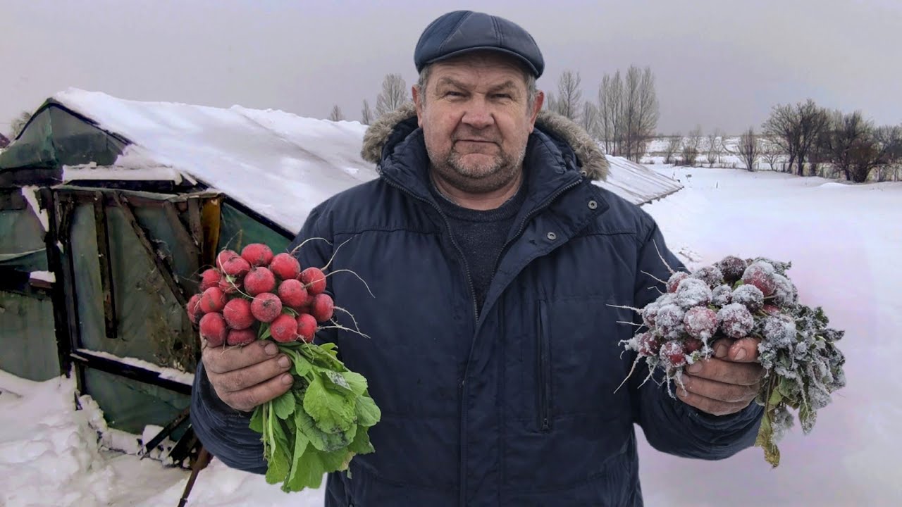 Вирощування редиски зимою в -15° без опалення! Померзла чи ні⁉️ Бізнес в селі 🇺🇦 Засипає Снігом 