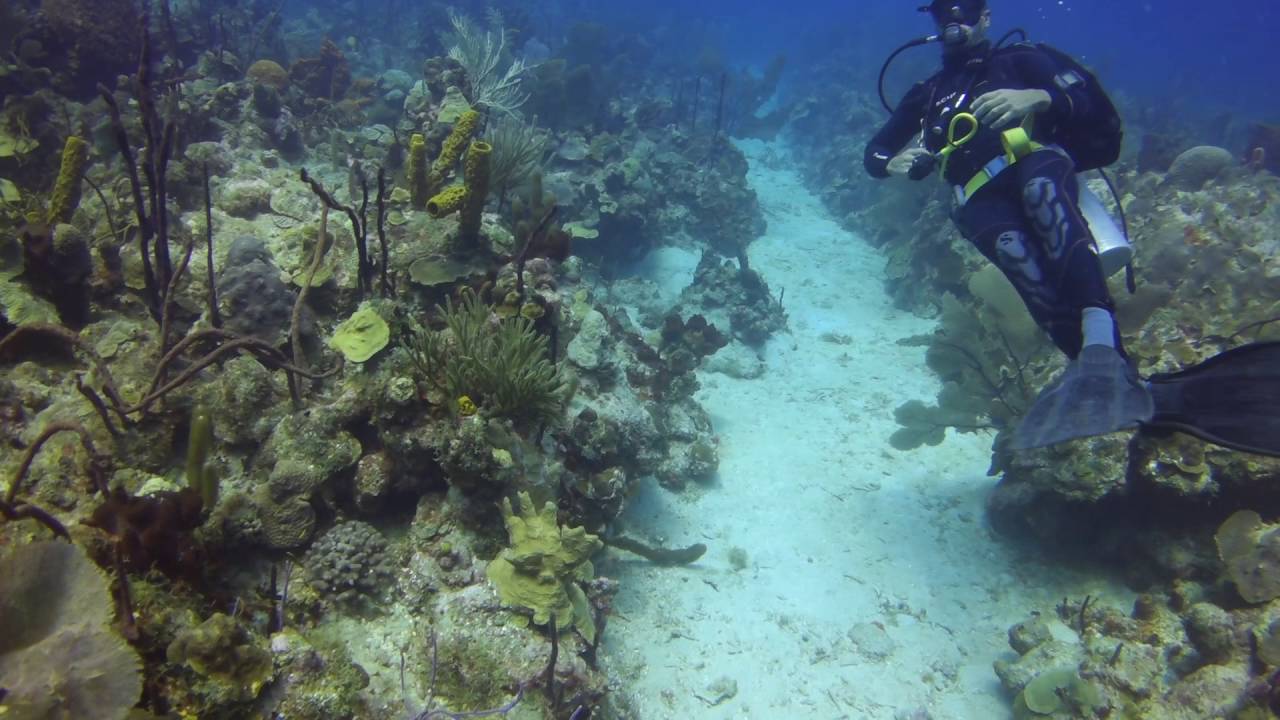 Tauchen Domrep 2016 - Bayahibe - Coral Point Diving