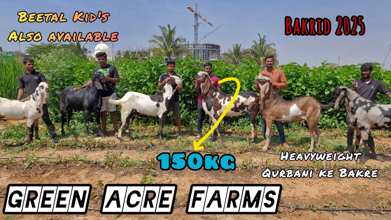 Heavyweight Beetal Goat Available in Green Acre Farms Bakrid 2025