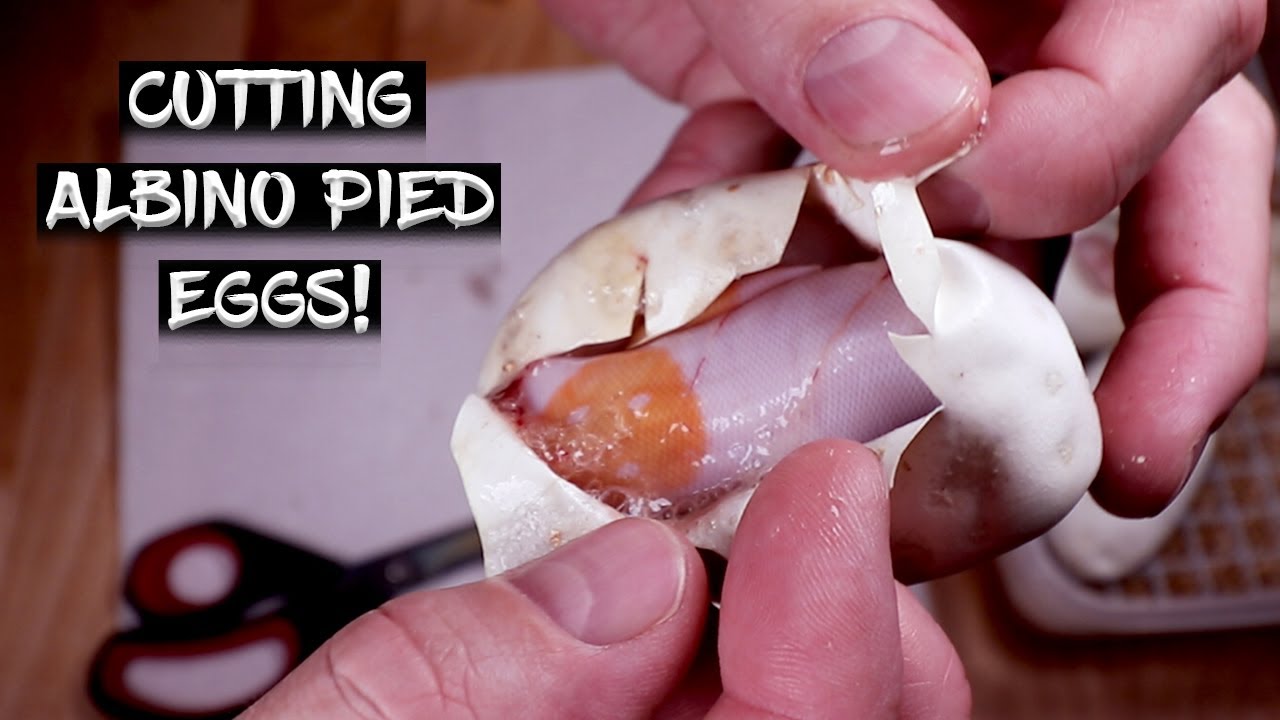 Albino Pied Ball Pythons are Hatching!  See the Results!
