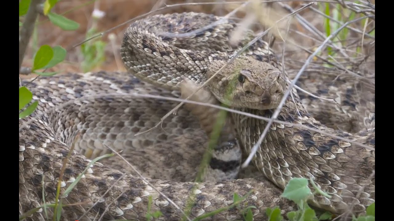 Blow Gun Rattler kill just after the monster snake strikes!!