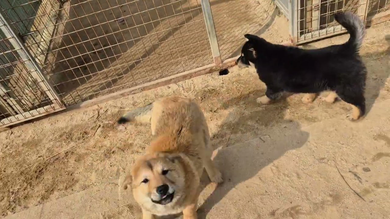 천연기념물  제53호  진도개 답게~  #충진회 #진돗개 #순종 #반려견 