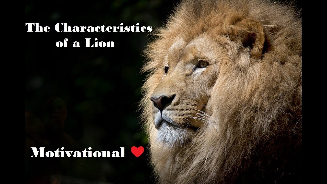 The Characteristics of a Lion - Motivational                  #Lion #TheLionKing #Leader #Leadership