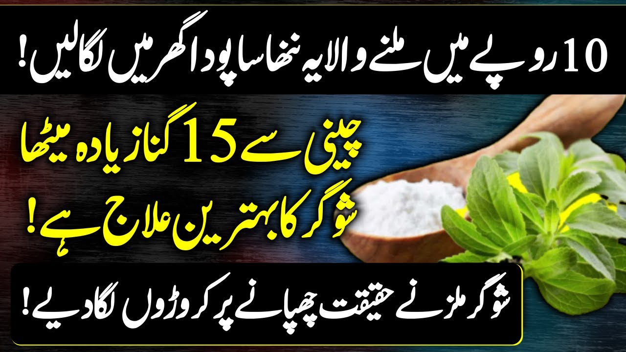Stevia Plant Health Benefits For Diabetes | Diabetes Treatment - How To Grow Stevia Plant Urdu Hindi