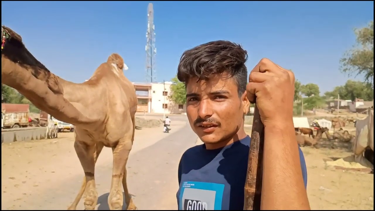 मुकाम पशु मेले में सबसे लम्बा असली सांचौरी नस्ल का ऊंट! desert Animal Fair Rajasthan!mukam mela 2025
