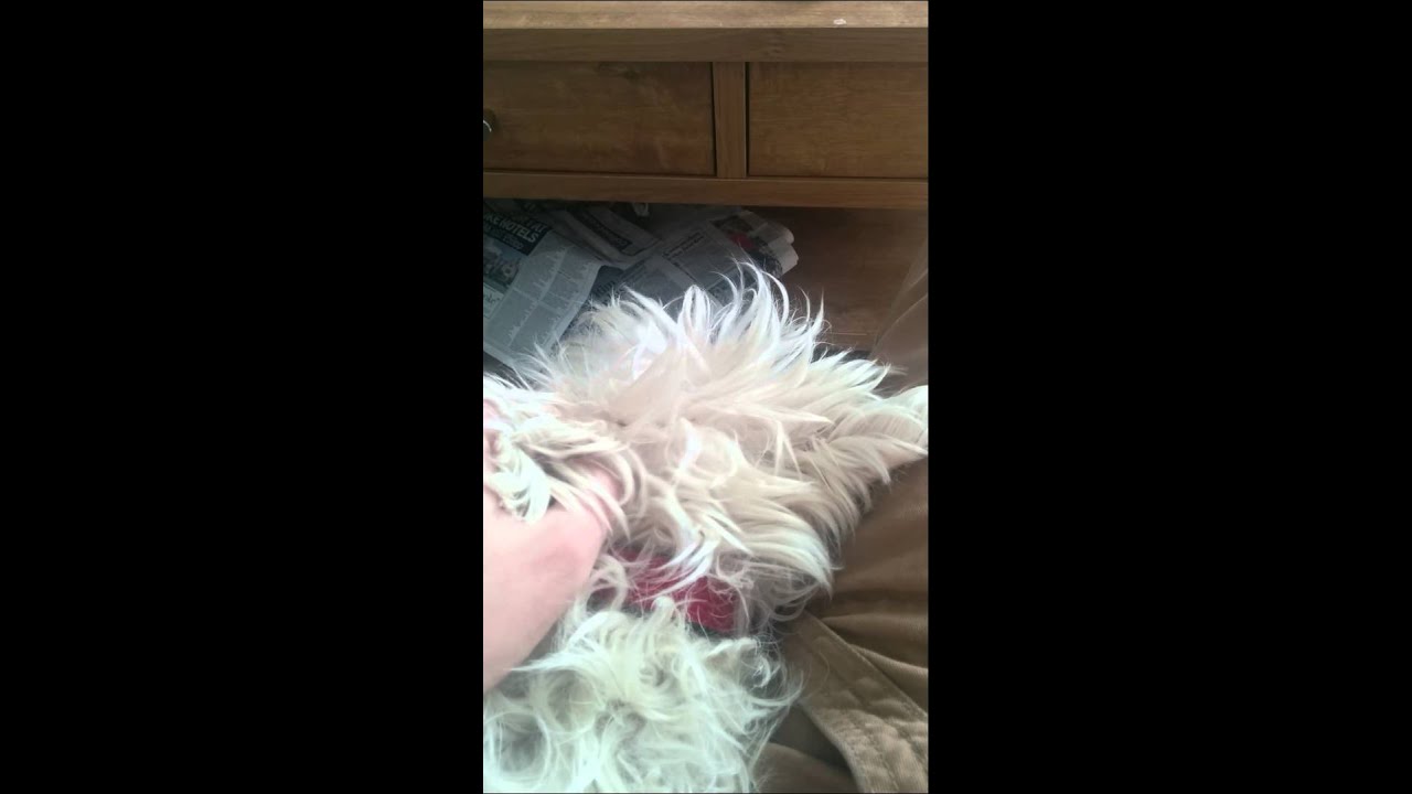 Buster demanding ear scratches!