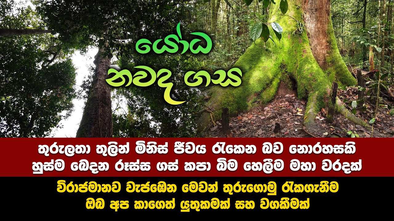 යෝධ නවද ගස | තුරුලතා තුලින් මිනිස් ජීවය රැකෙන බව නොරහසකි | Nawada Tree
