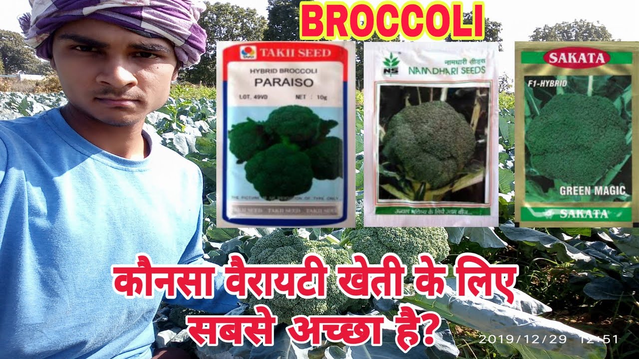 Broccoli Varieties for Large Scale Farming, Best Broccoli seeds for Farming - Broccoli Farming India
