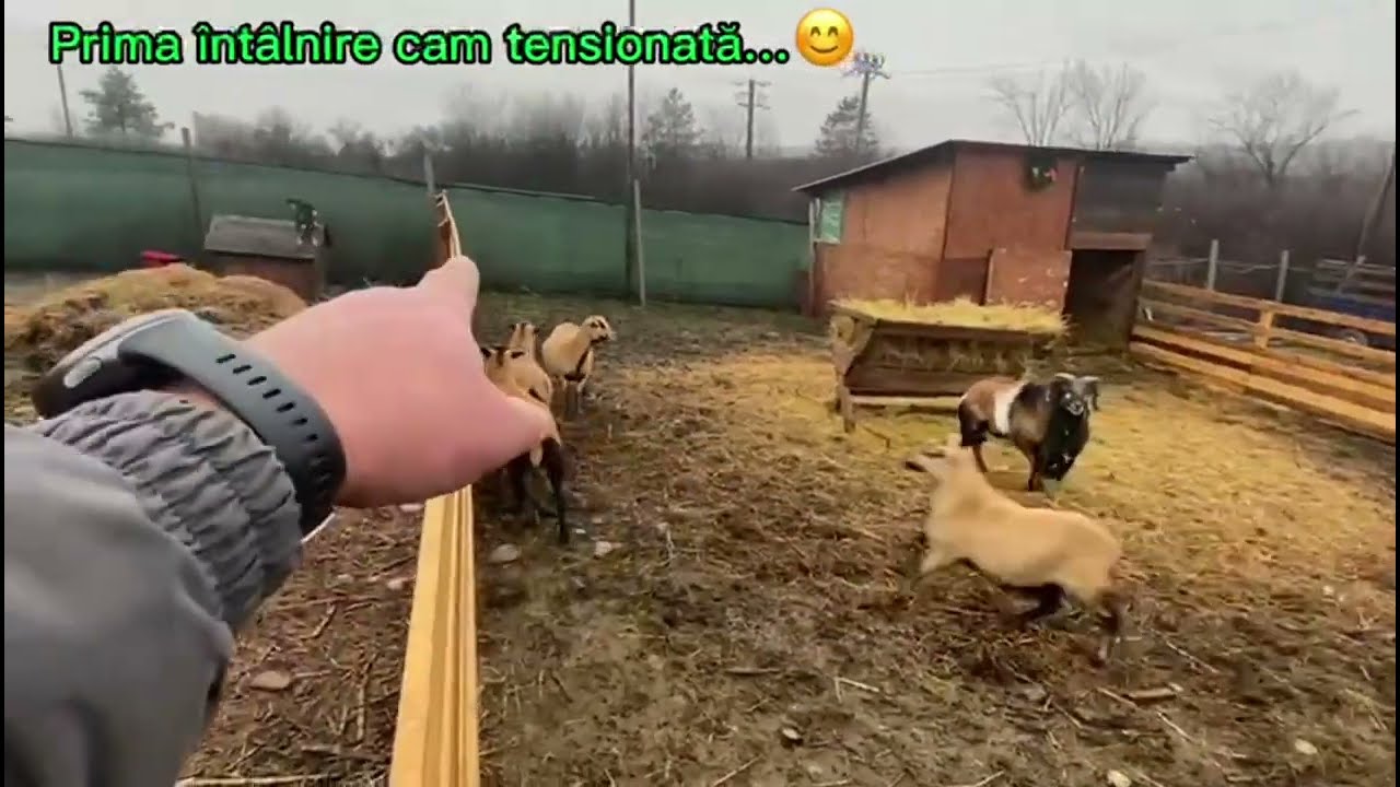 Овцеводческая ферма Лучиана Барою‼️