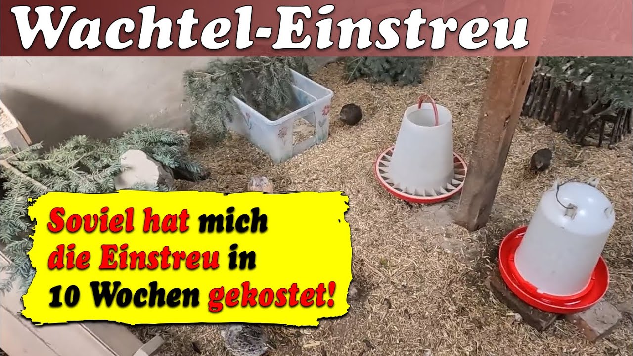 Kosten Wachtel-Einstreu - Soviel hat mich die Wachtelstall-Einstreu in 10 Wochen gekostet