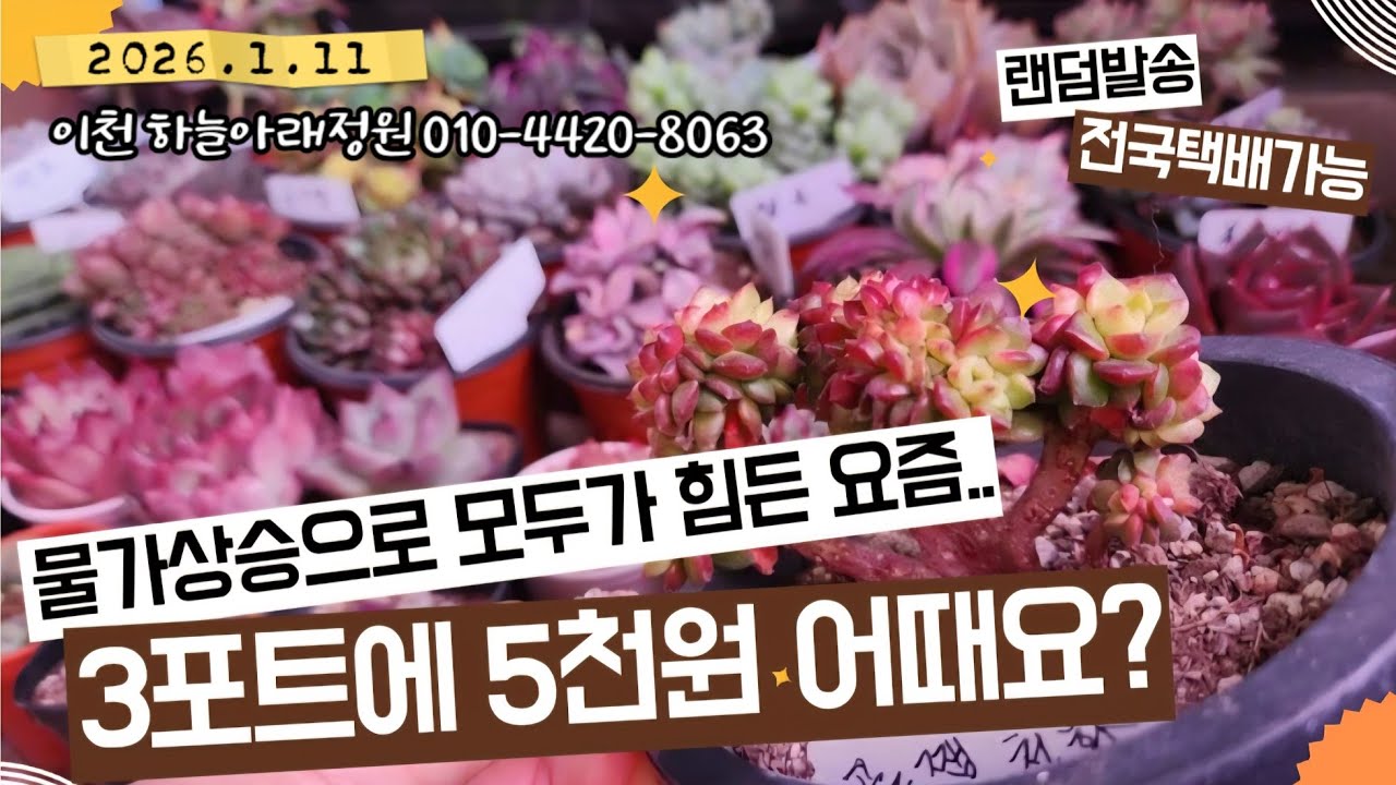 2천원도 비싸다❓️3포트에 5천원‼️ 5만원이면 국민다육이 30개가 내품에~😁🎁