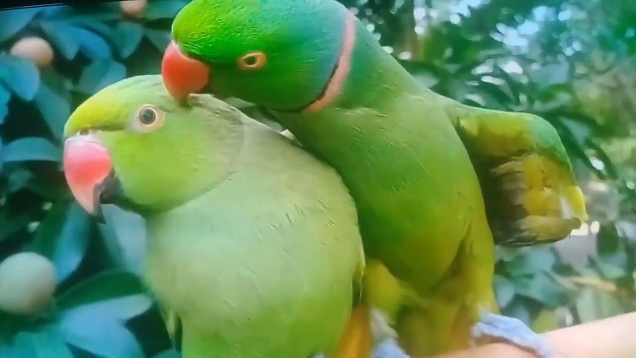 Whis pering wings.Bringing you the pure!🦜🕊😘🫠