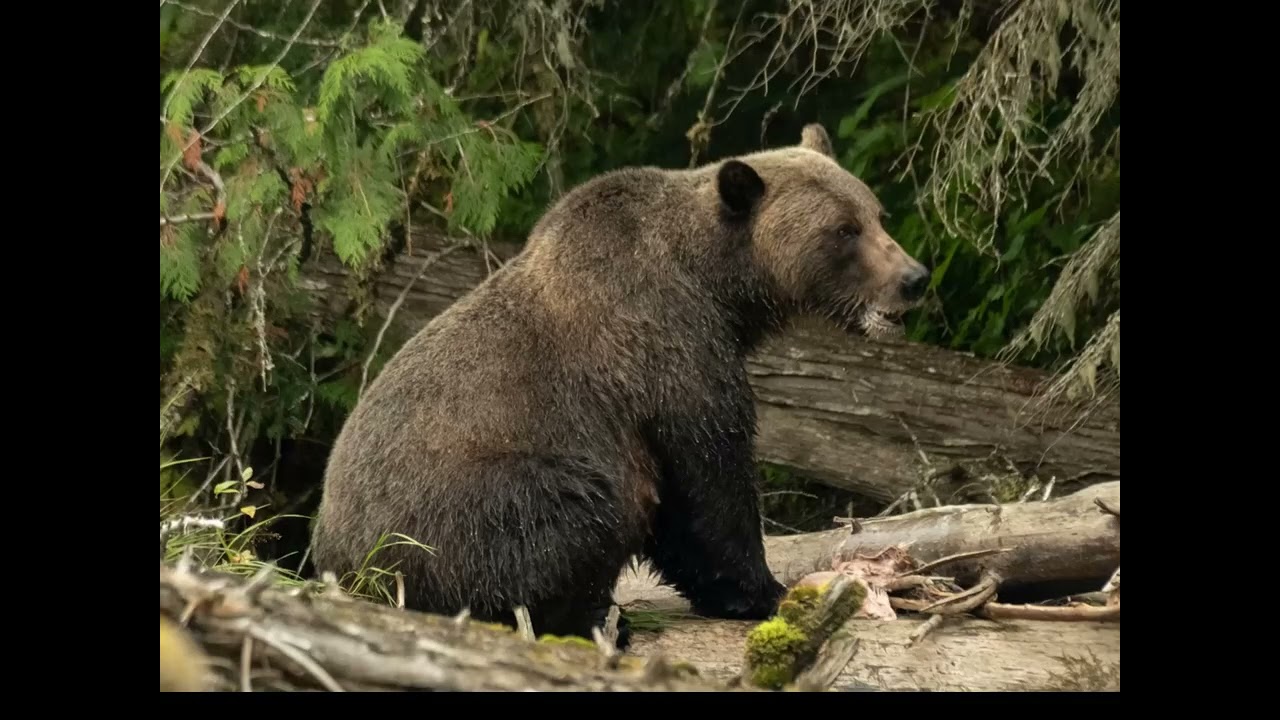 Quesnel Lake - Incredible Sockeye Salmon Run and Grizzly Bears