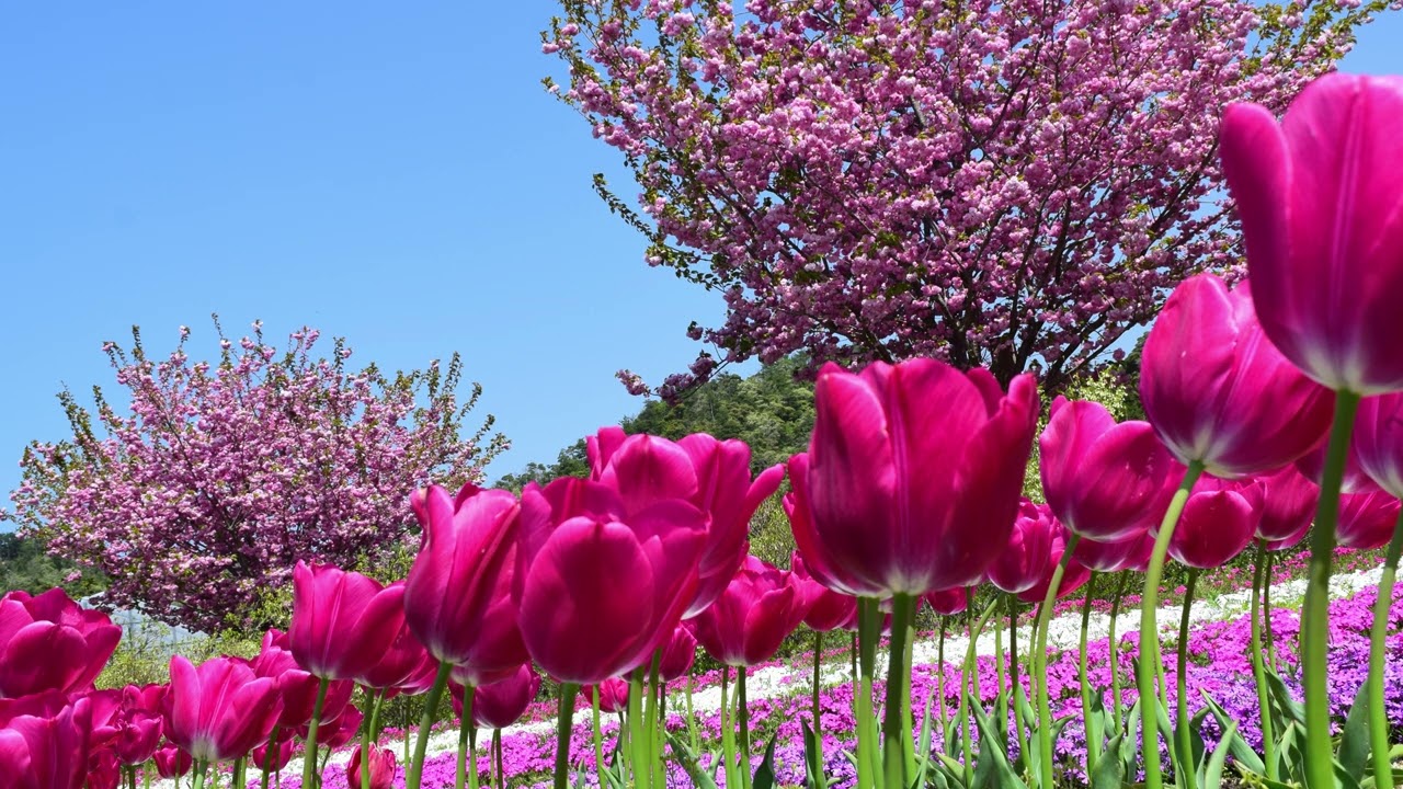 八重桜咲く花郷Okada　癒しのタイム24