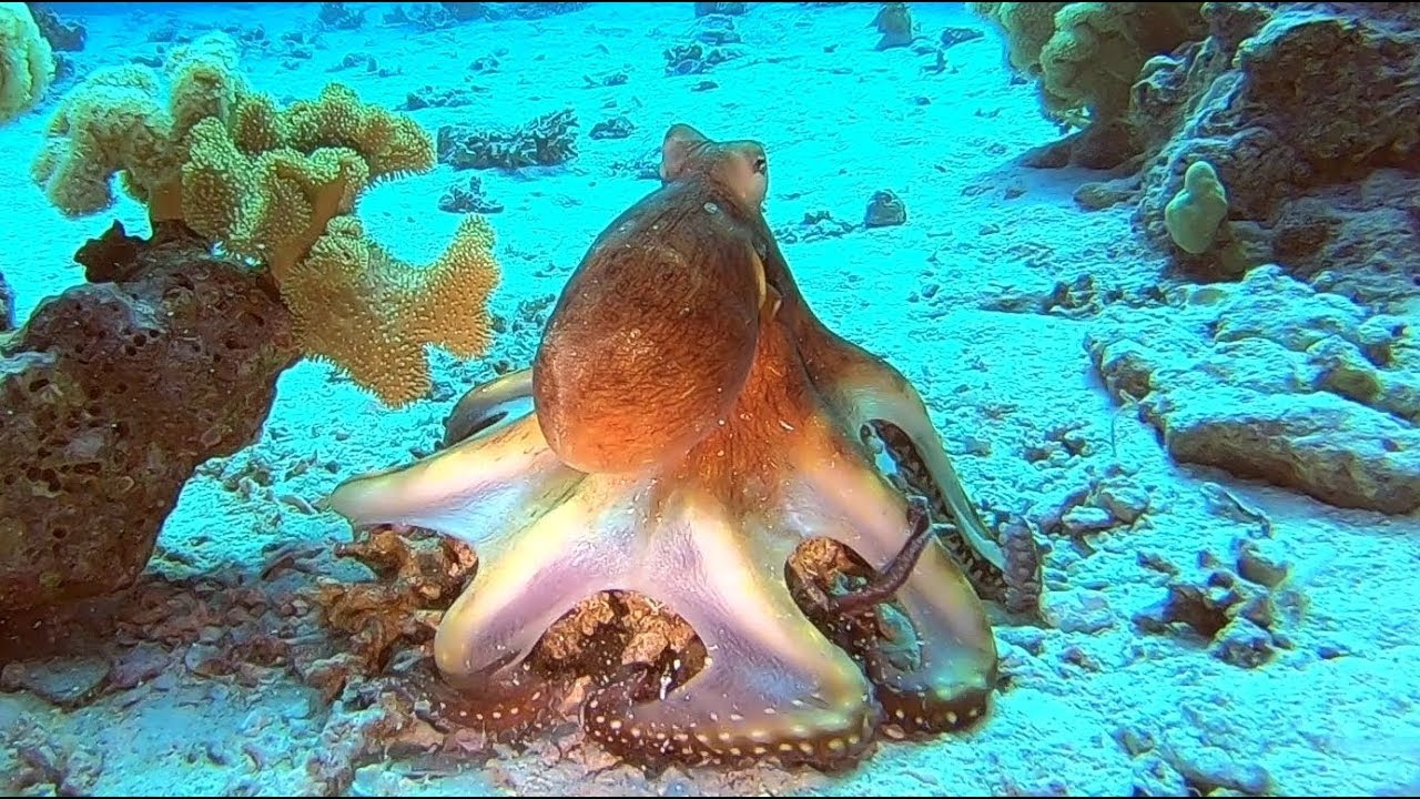 Chobotnice, Octopus in Egypt. Dive at reef Tobia Arba