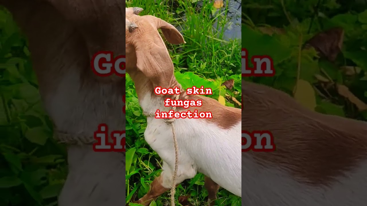 #goat skin  fungal Disease #shortvideo #farming #animals #shortviral #goatfarming #shorts