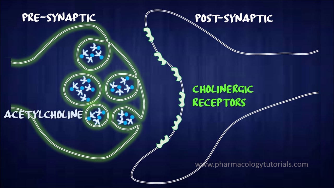 Toxicology of Acetylcholinesterase Inhibitors (I) - Neurotransmission