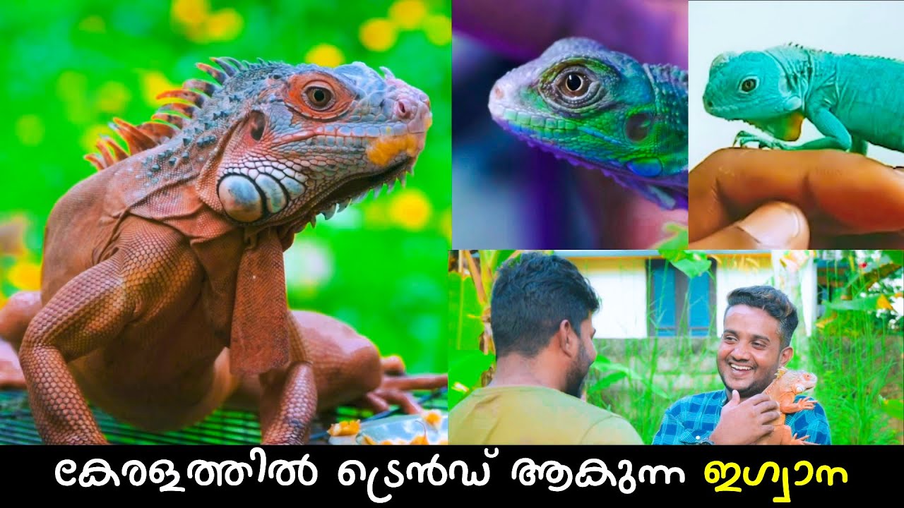 കേരളത്തിൽ ട്രെൻഡ് ആകുന്ന ഇഗ്വാന IGUANA കണ്ടാലോ? 🔥🔥🔥 | IGUANA Breeding Malayalam |