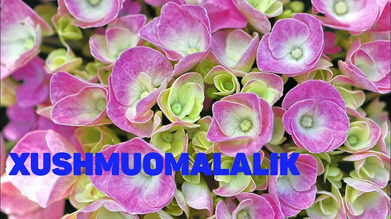 Xushmuomalalik | Хушмуомалалик