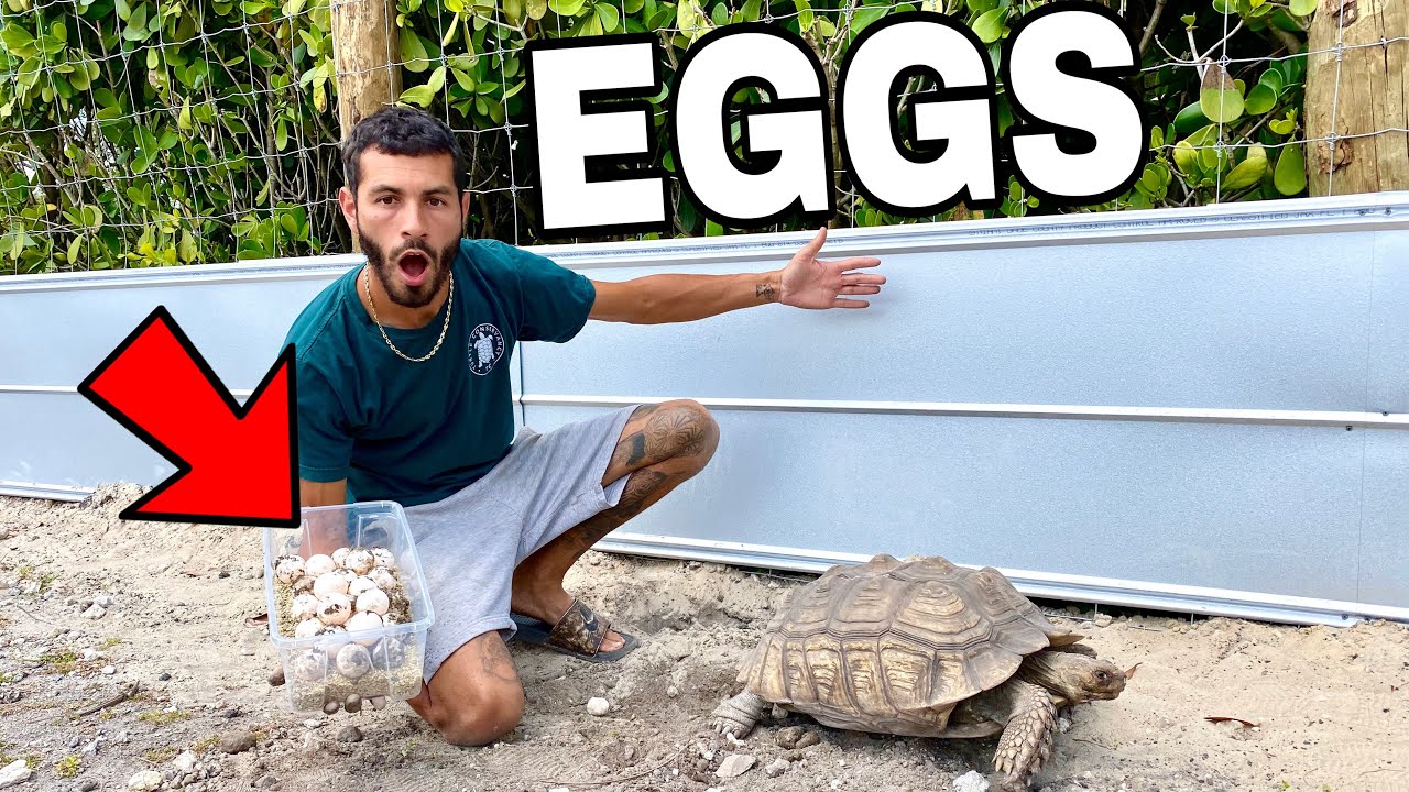 HOW TO COLLECT TORTOISE *EGGS* FROM GIANTS!