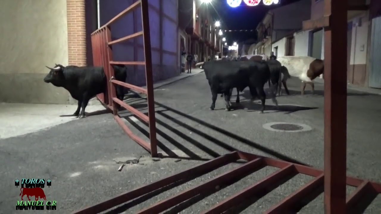 Alaejos encierro Toro la lía parda