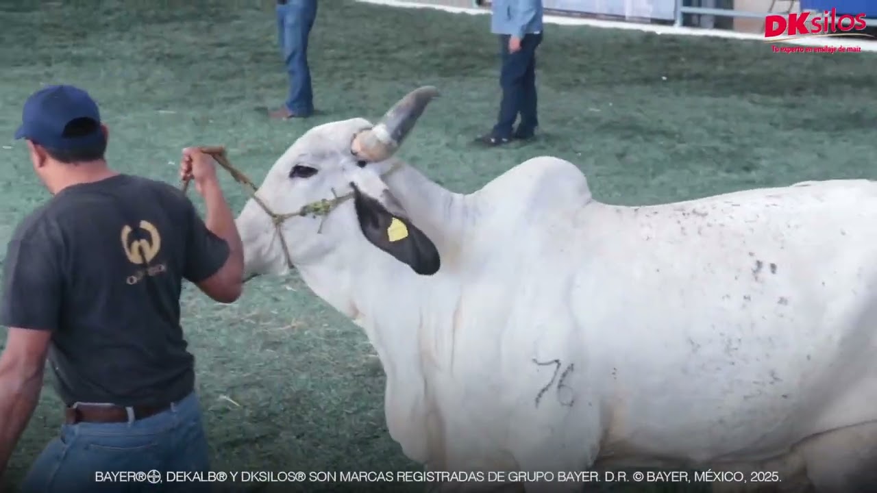 C&aacute;psula sobre el ceb&uacute; lechero