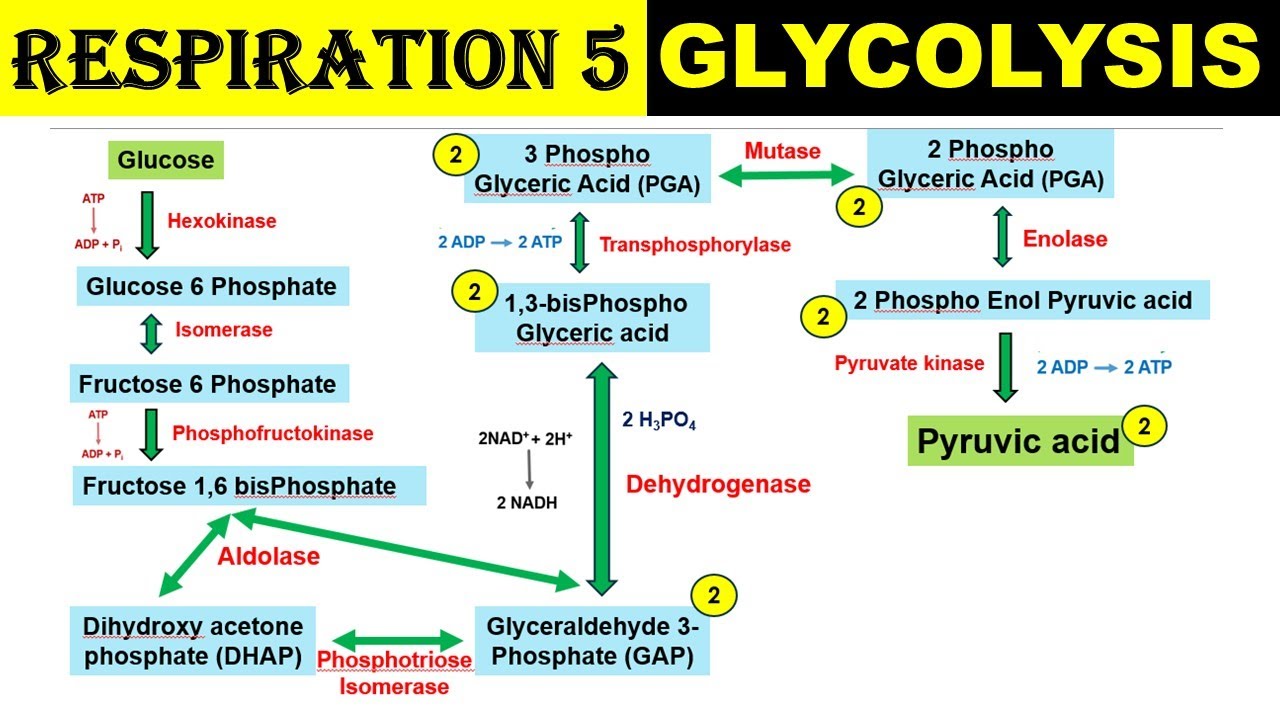 Respiration 5 | Glycolysis | EMP Pathway | Dr Ghanshyam Jangid
