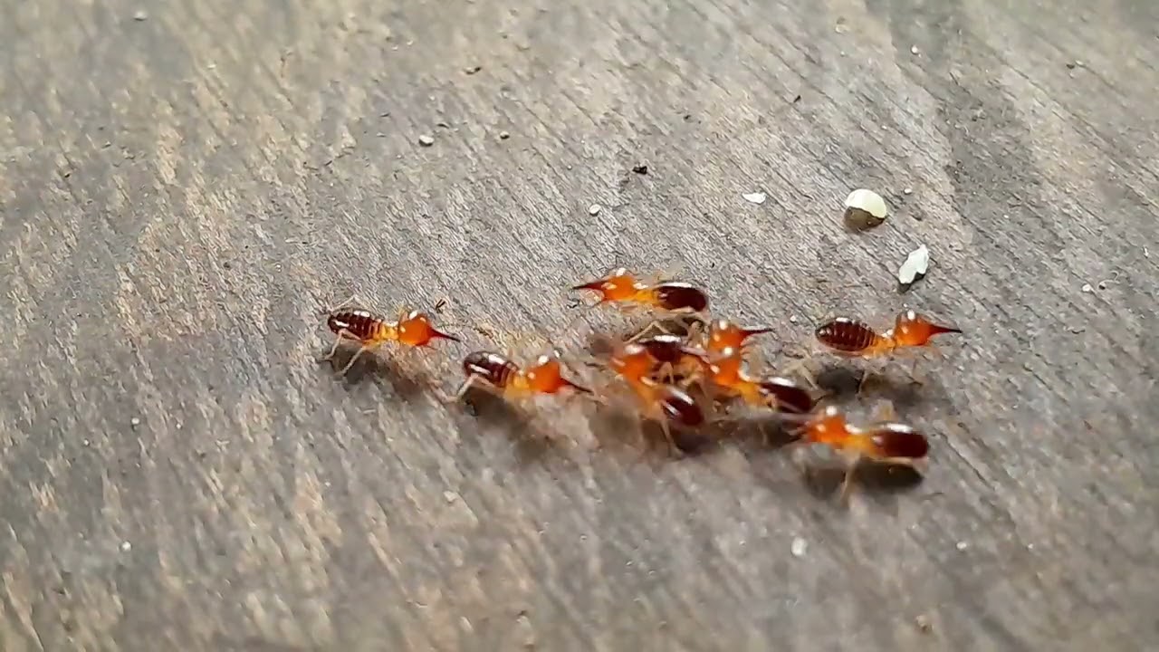 ♥️ ВОСТОРГ Познания Мира через ЖИВОЕ ОБЩЕНИЕ