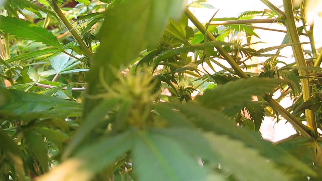 Bio Bud update