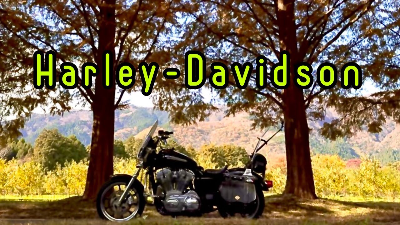 2025【初冬の侯 メタセコイヤ並木】今年は いつまで走れるか？#メタセコイヤ並木 #熊川宿#harleydavidson #スポーツスター #xl883l 