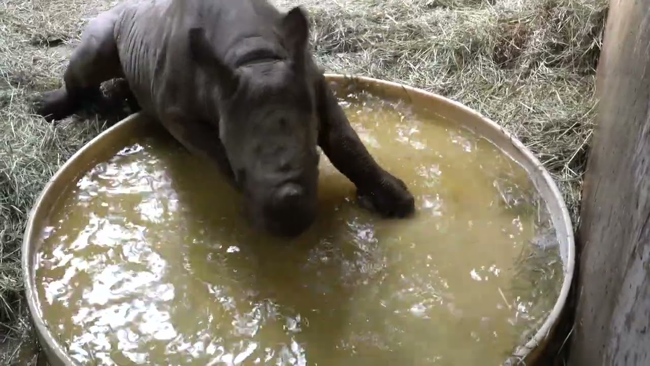 Baby Rhino Splashes In A Tiny Pool