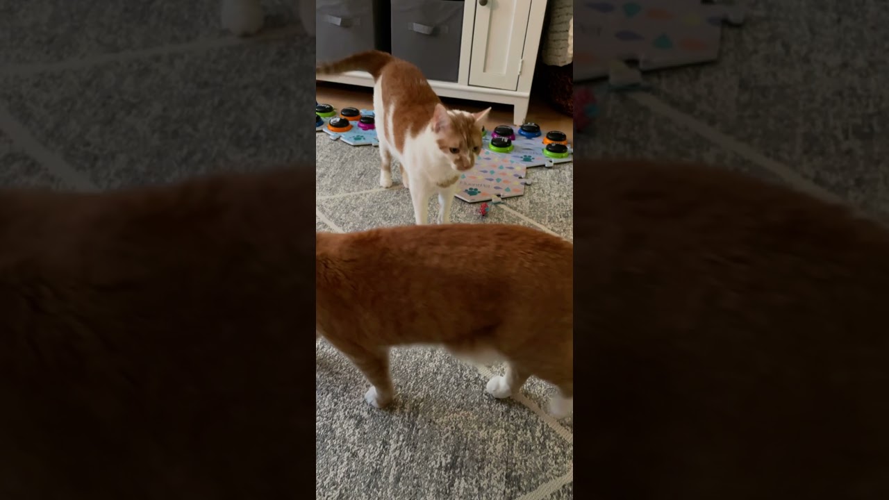 Russell Interrupted Encanto For This 😅