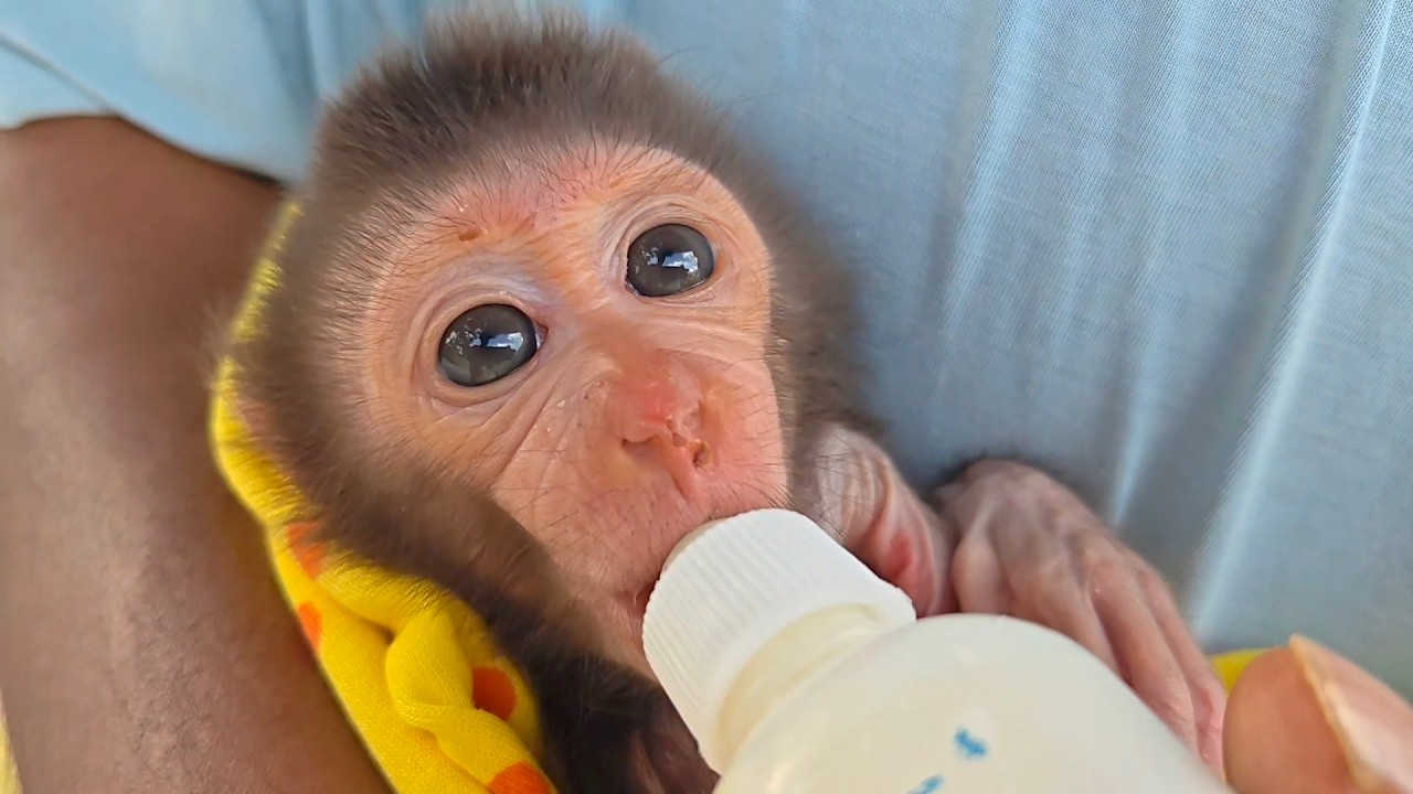Wow, it turns out that this new baby monkey can drink milk from a bottle very quickly.